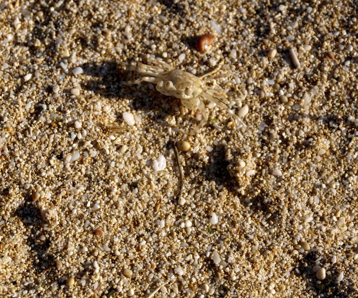 A Very Fast Sand Crab Briefly Standing Still A Very Fast Sand Crab Briefly Standing Still