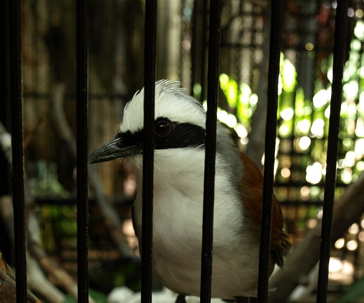 A Laughing Thrush in a Japanese Cage A Laughing Thrush in a Japanese Cage