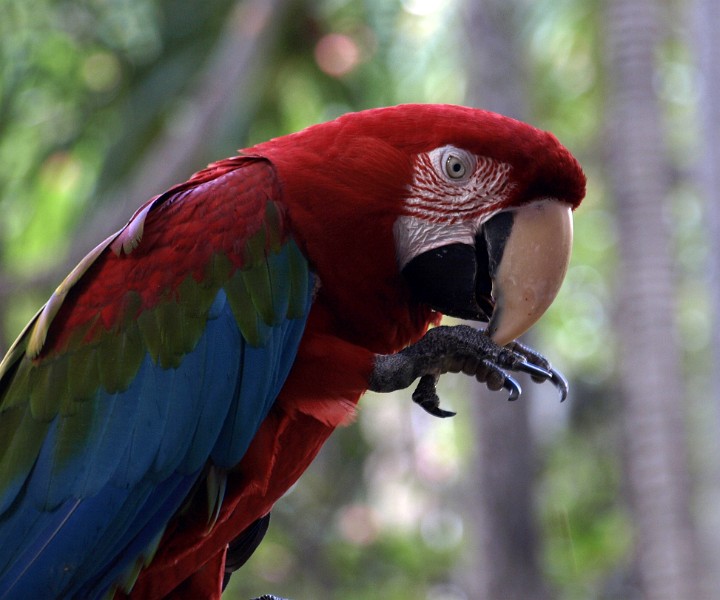 A Macaw Cleaning Its Claws A Macaw Cleaning Its Claws