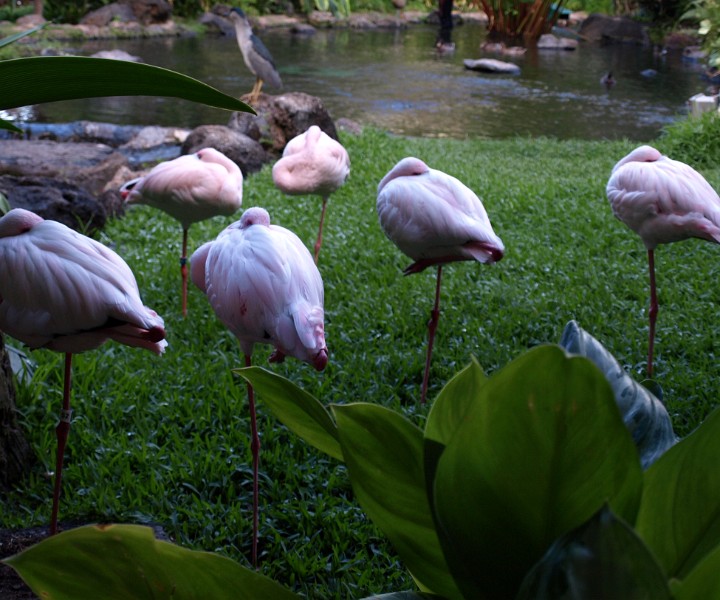African Lesser Flamingos in Repose African Lesser Flamingos in Repose