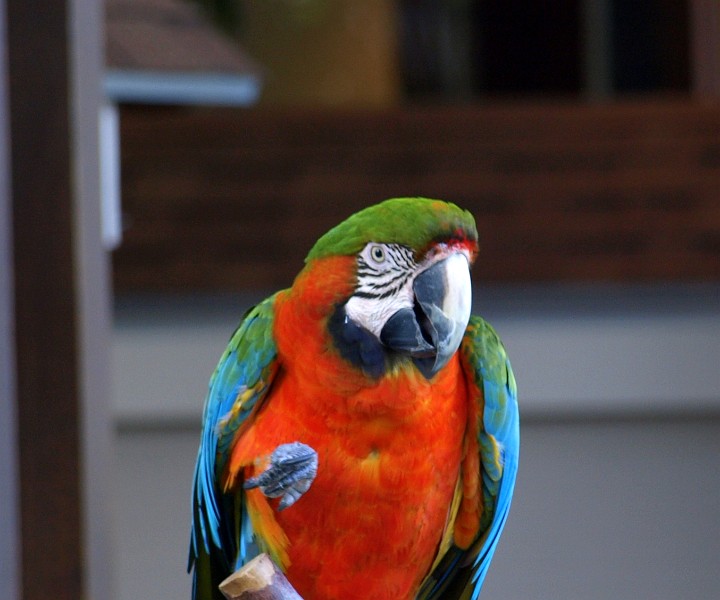 Orange Breast of the Green Winged Macaw Orange Breast of the Green Winged Macaw