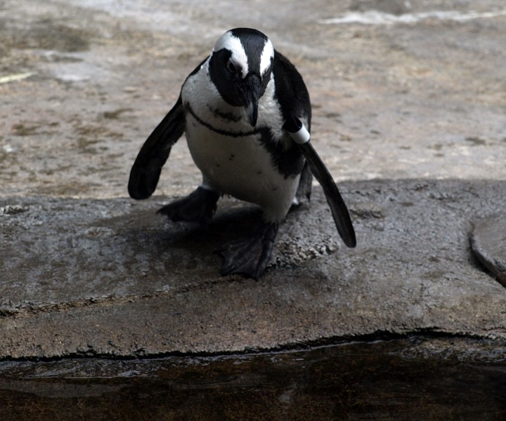 South African Penguin South African Penguin