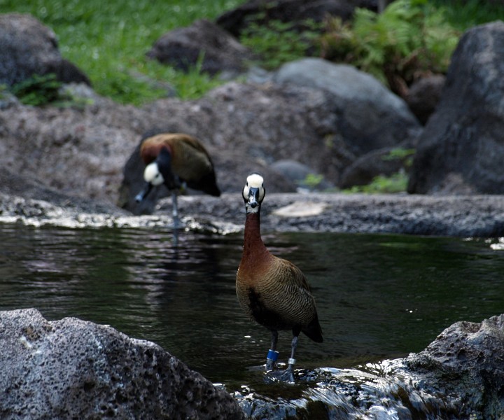 White-Faced Whistling Duck Staring at Me White-Faced Whistling Duck Staring at Me
